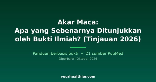 Akar Maca: Apa yang Sebenarnya Ditunjukkan oleh Bukti Ilmiah? (Tinjauan 2026)
