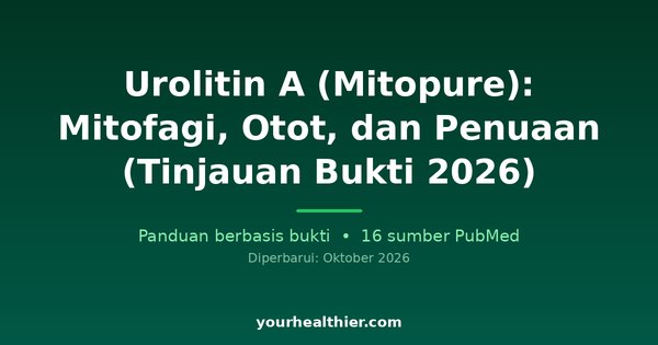 Urolitin A (Mitopure): Mitofagi, Otot, dan Penuaan (Tinjauan Bukti 2026)