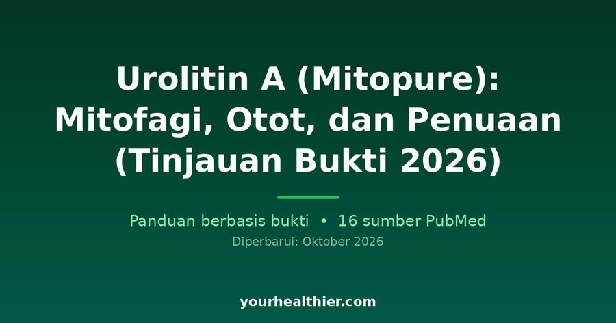 Urolitin A (Mitopure): Mitofagi, Otot, dan Penuaan (Tinjauan Bukti 2026)